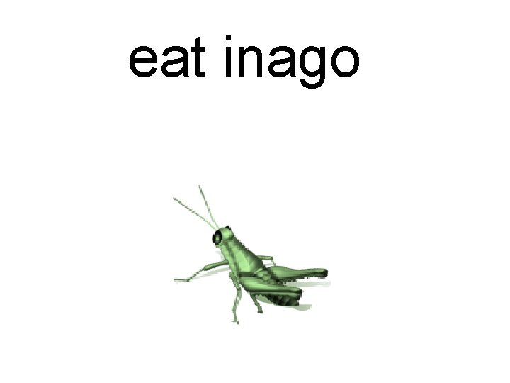 eat inago 