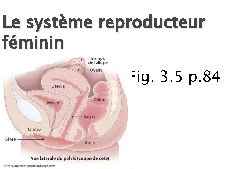Le système reproducteur féminin Fig. 3. 5 p. 84 