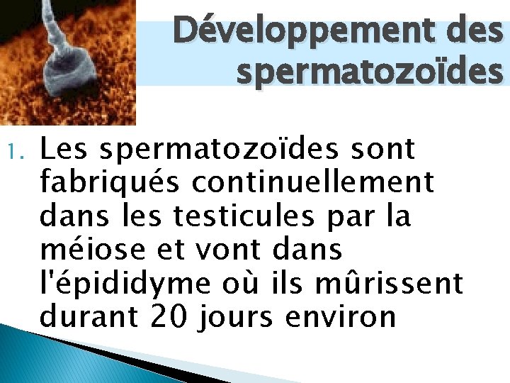 Développement des spermatozoïdes 1. Les spermatozoïdes sont fabriqués continuellement dans les testicules par la