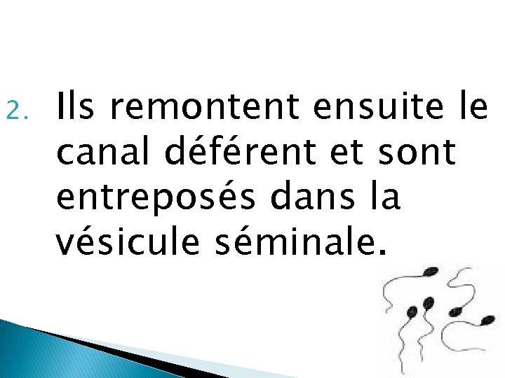 2. Ils remontent ensuite le canal déférent et sont entreposés dans la vésicule séminale.