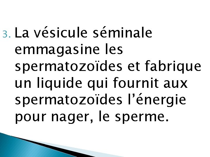 3. La vésicule séminale emmagasine les spermatozoïdes et fabrique un liquide qui fournit aux