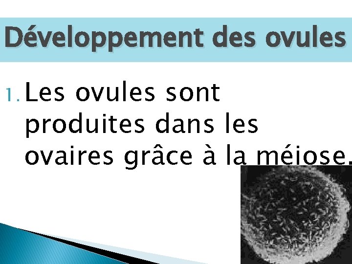 Développement des ovules 1. Les ovules sont produites dans les ovaires grâce à la