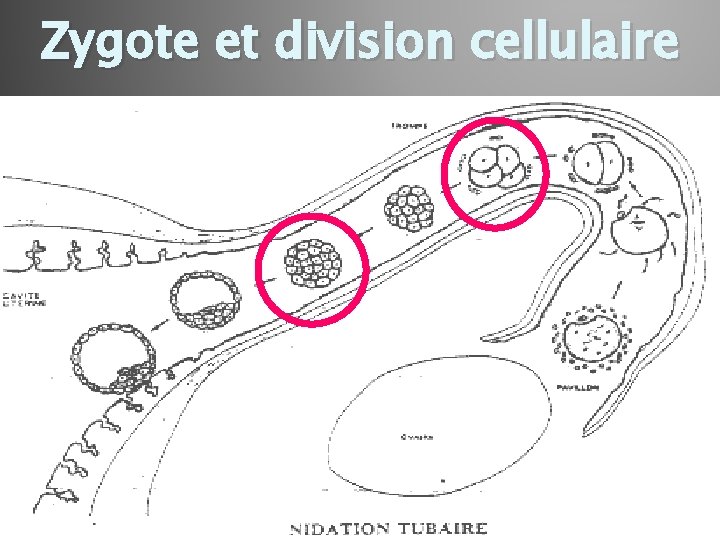 Zygote et division cellulaire 