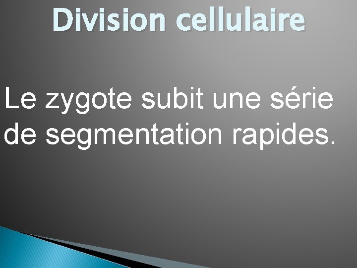 Division cellulaire Le zygote subit une série de segmentation rapides. 