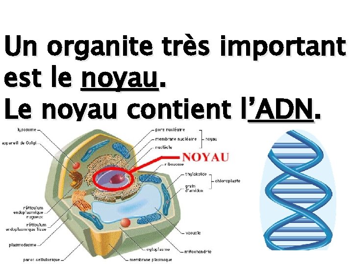 Un organite très important est le noyau. Le noyau contient l’ADN. 