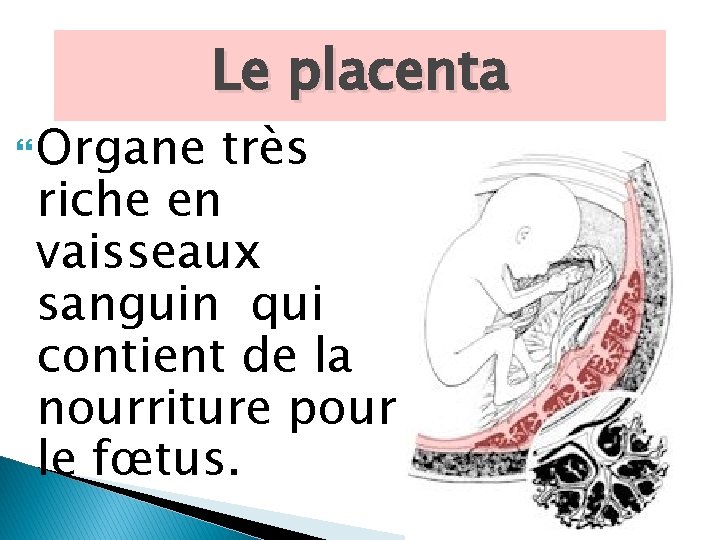  Organe Le placenta très riche en vaisseaux sanguin qui contient de la nourriture