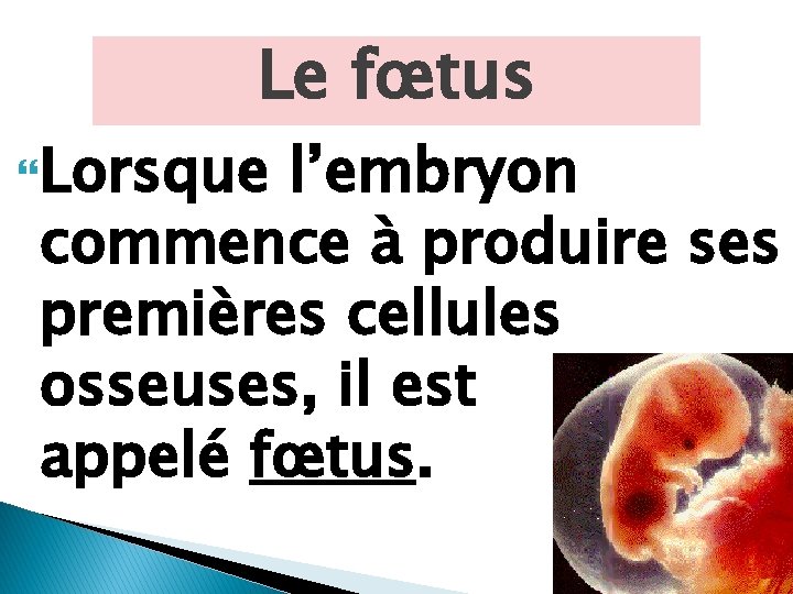 Le fœtus Lorsque l’embryon commence à produire ses premières cellules osseuses, il est appelé