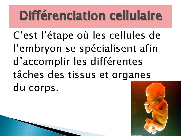 Différenciation cellulaire C’est l’étape où les cellules de l’embryon se spécialisent afin d’accomplir les