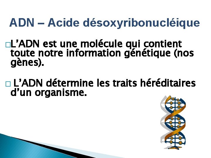 ADN – Acide désoxyribonucléique �L’ADN est une molécule qui contient toute notre information génétique