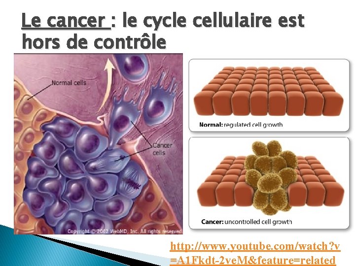 Le cancer : le cycle cellulaire est hors de contrôle http: //www. youtube. com/watch?