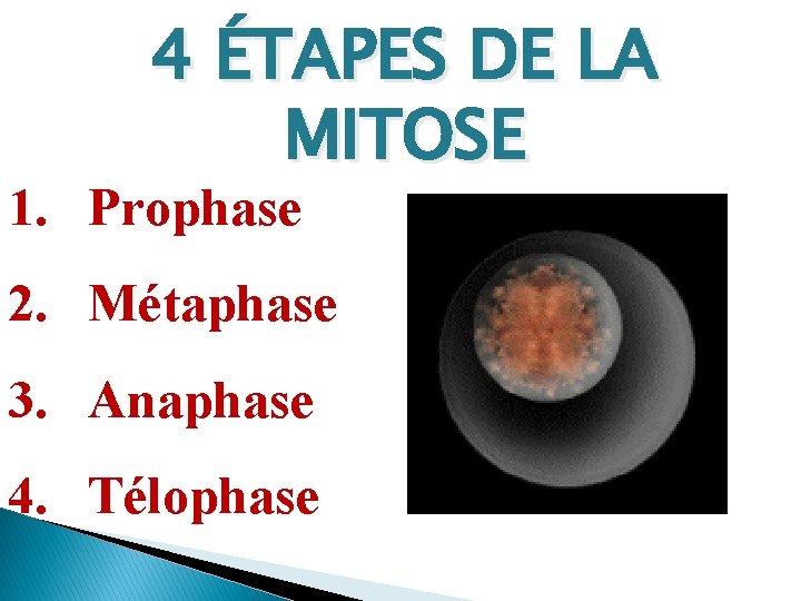 4 ÉTAPES DE LA MITOSE 1. Prophase 2. Métaphase 3. Anaphase 4. Télophase 