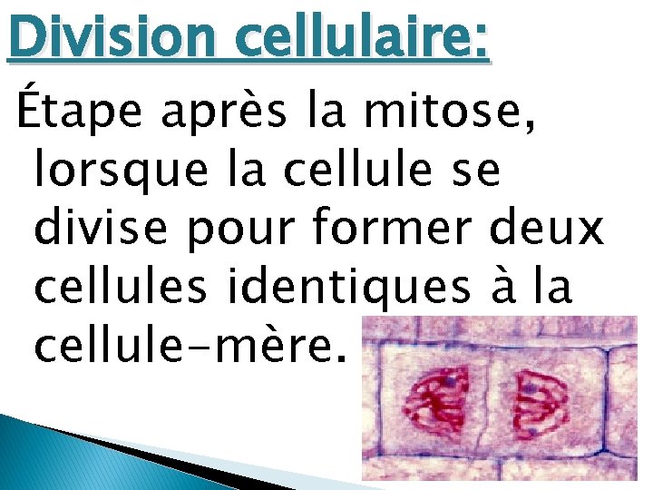Division cellulaire: Étape après la mitose, lorsque la cellule se divise pour former deux