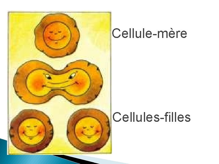 Cellule-mère Cellules-filles 