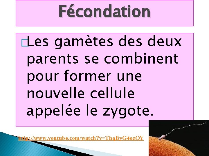 Fécondation �Les gamètes deux parents se combinent pour former une nouvelle cellule appelée le