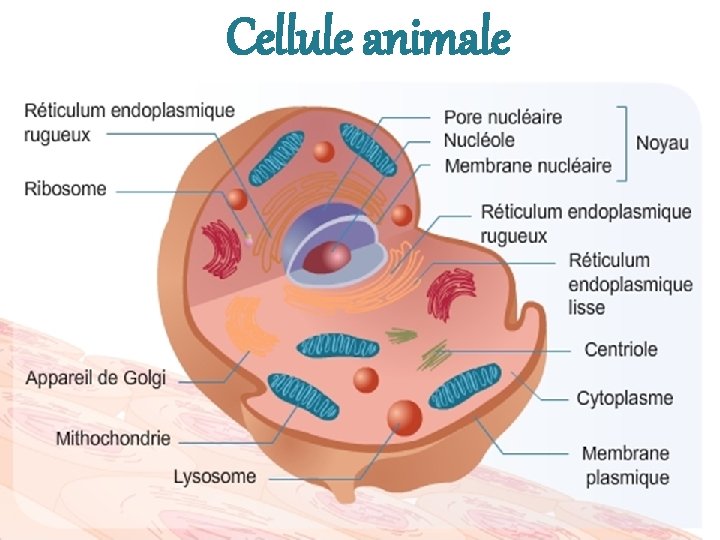Cellule animale 