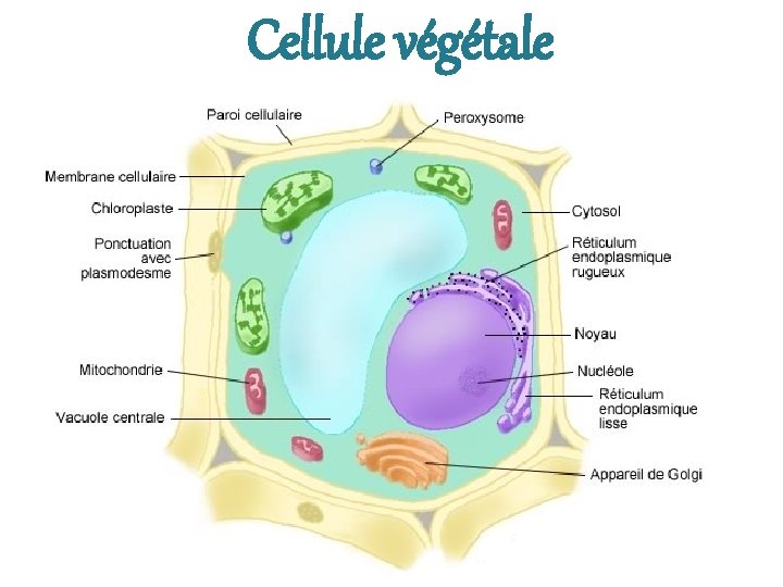 Cellule végétale 