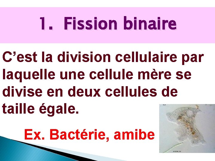 1. Fission binaire C’est la division cellulaire par laquelle une cellule mère se divise