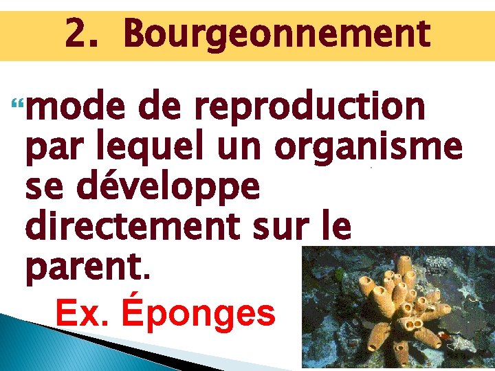 2. Bourgeonnement mode de reproduction par lequel un organisme se développe directement sur le