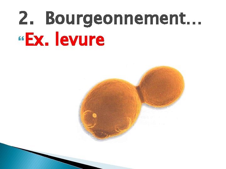 2. Bourgeonnement… Ex. levure 