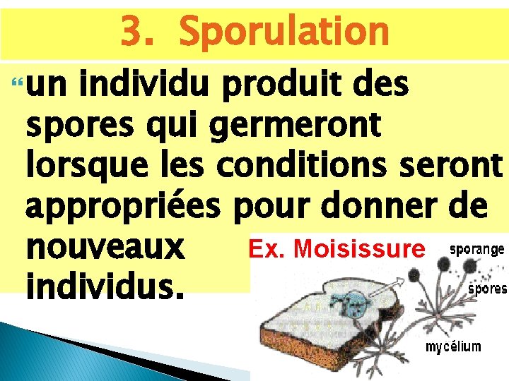  un 3. Sporulation individu produit des spores qui germeront lorsque les conditions seront