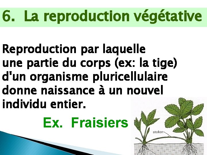 6. La reproduction végétative Reproduction par laquelle une partie du corps (ex: la tige)