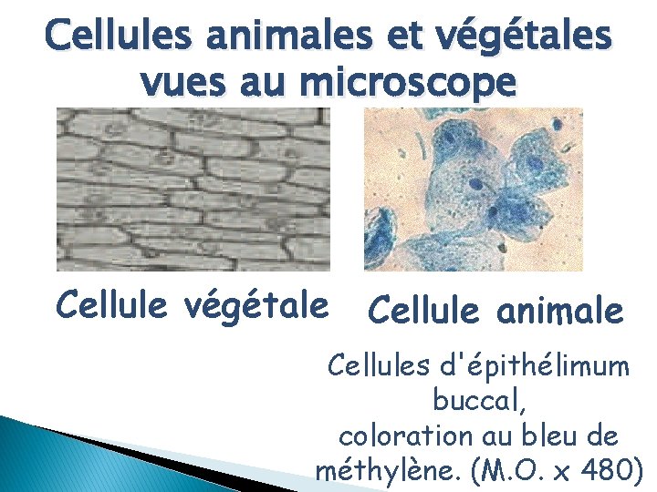 Cellules animales et végétales vues au microscope Cellule végétale Cellule animale Cellules d'épithélimum buccal,