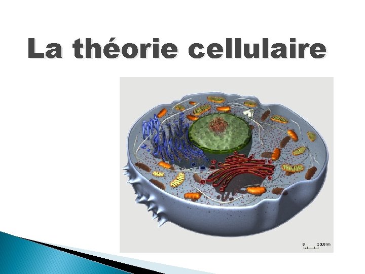 La théorie cellulaire 