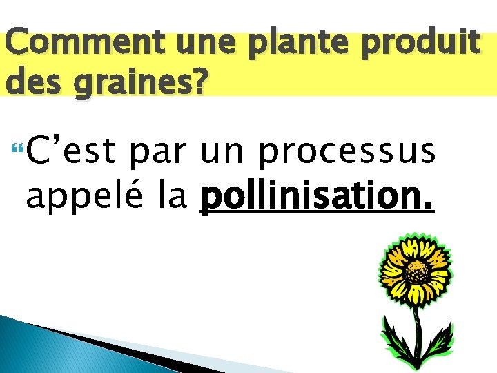Comment une plante produit des graines? C’est par un processus appelé la pollinisation. 