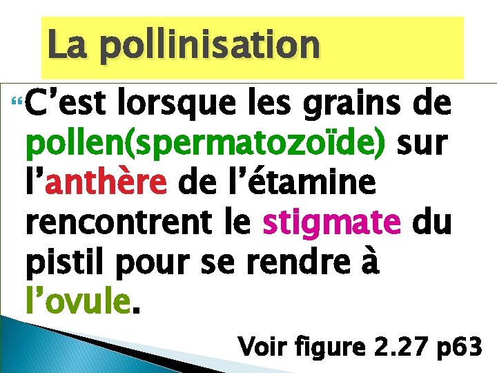 La pollinisation C’est lorsque les grains de pollen(spermatozoïde) sur l’anthère de l’étamine rencontrent le