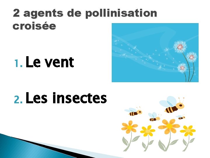 2 agents de pollinisation croisée 1. Le vent 2. Les insectes 