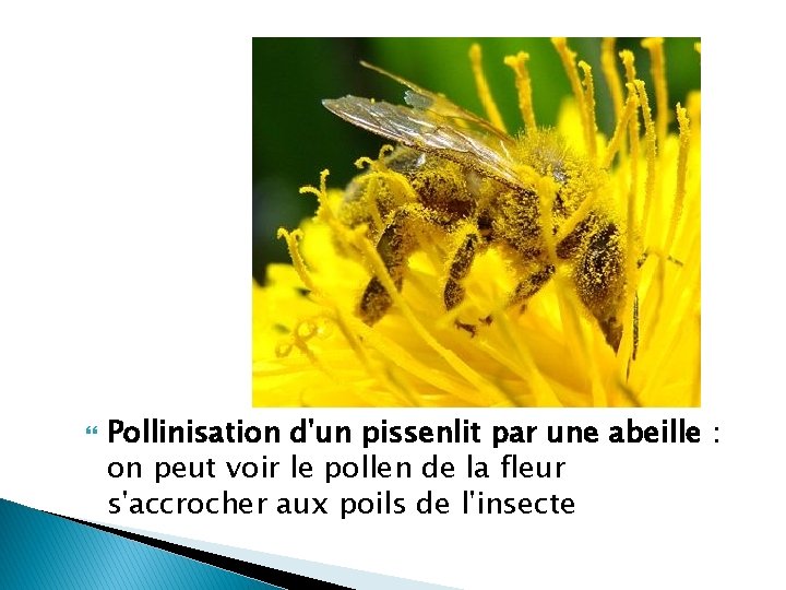  Pollinisation d'un pissenlit par une abeille : on peut voir le pollen de