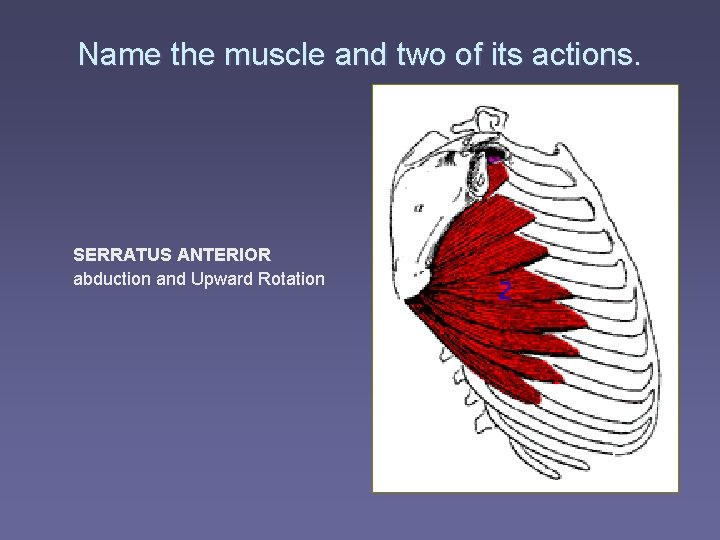 Name the muscle and two of its actions. SERRATUS ANTERIOR abduction and Upward Rotation Name the muscle and two of its actions. SERRATUS ANTERIOR abduction and Upward Rotation
