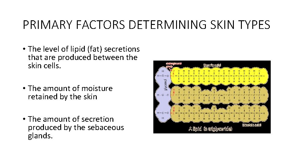 PRIMARY FACTORS DETERMINING SKIN TYPES • The level of lipid (fat) secretions that are