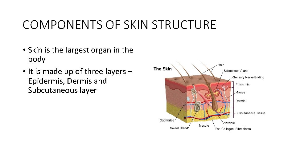 COMPONENTS OF SKIN STRUCTURE • Skin is the largest organ in the body •