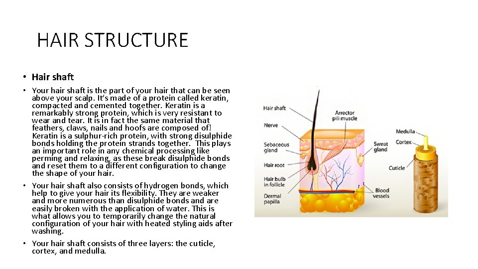 HAIR STRUCTURE • Hair shaft • Your hair shaft is the part of your