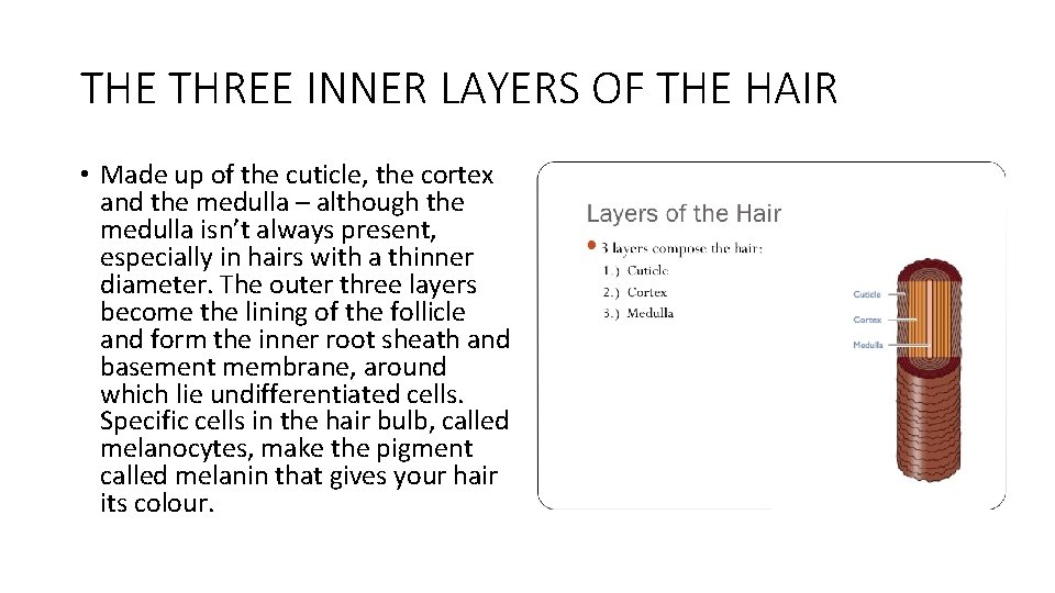 THE THREE INNER LAYERS OF THE HAIR • Made up of the cuticle, the