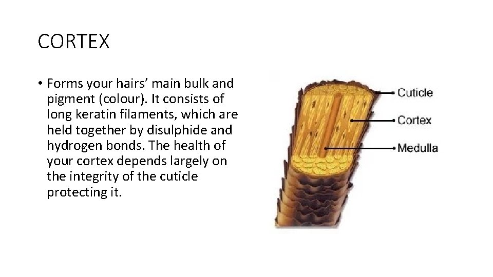 CORTEX • Forms your hairs’ main bulk and pigment (colour). It consists of long