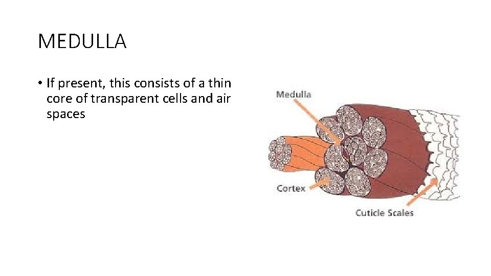 MEDULLA • If present, this consists of a thin core of transparent cells and