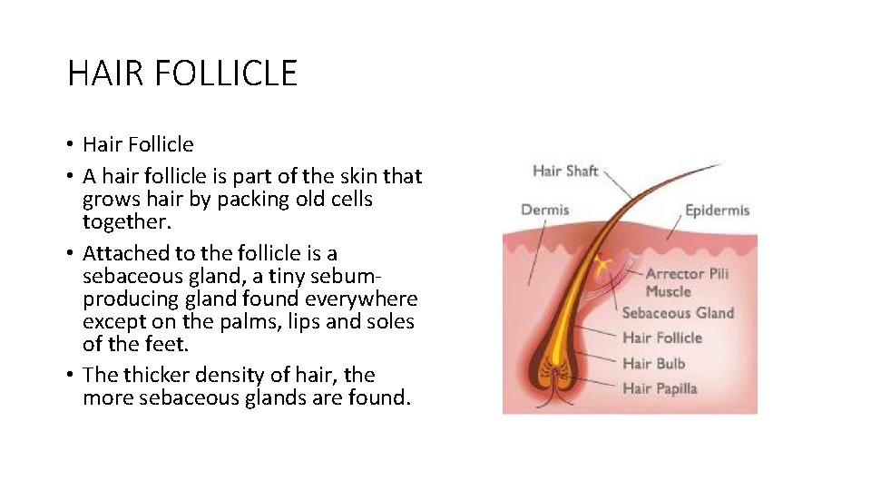 HAIR FOLLICLE • Hair Follicle • A hair follicle is part of the skin