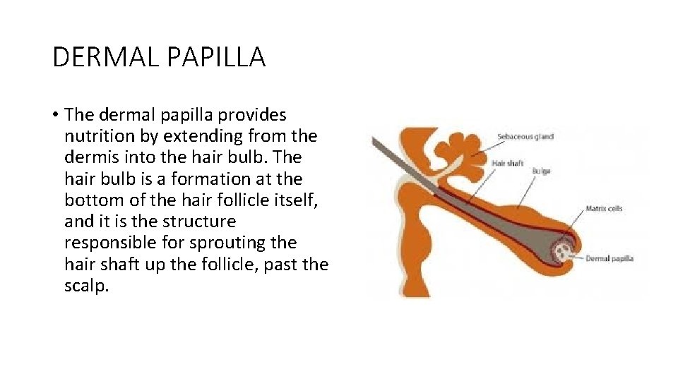 DERMAL PAPILLA • The dermal papilla provides nutrition by extending from the dermis into