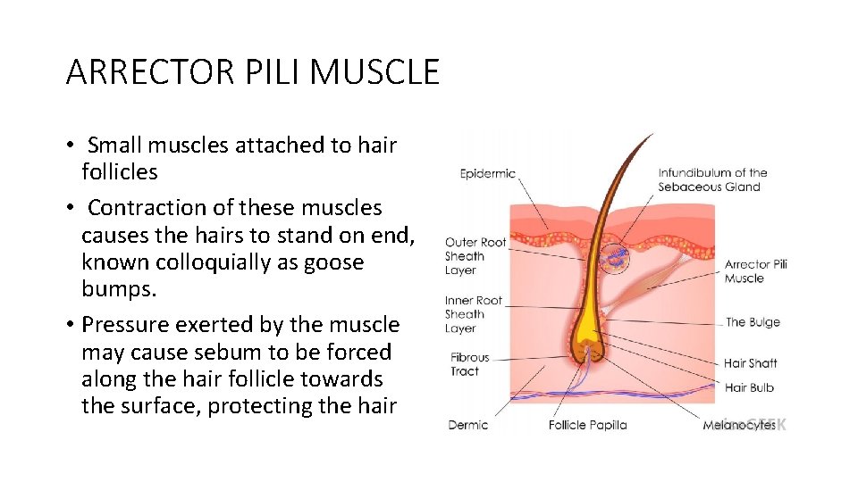 ARRECTOR PILI MUSCLE • Small muscles attached to hair follicles • Contraction of these