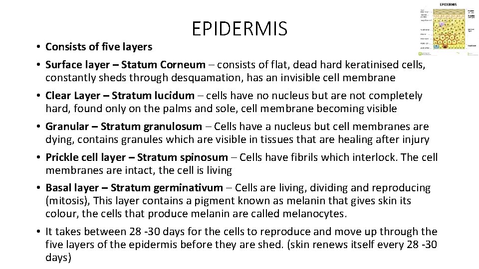 EPIDERMIS • Consists of five layers • Surface layer – Statum Corneum – consists