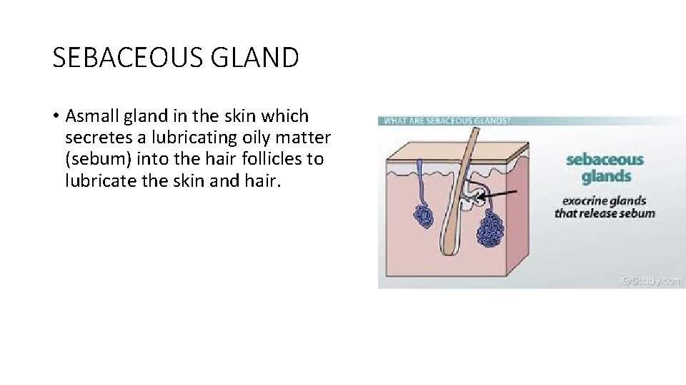 SEBACEOUS GLAND • Asmall gland in the skin which secretes a lubricating oily matter