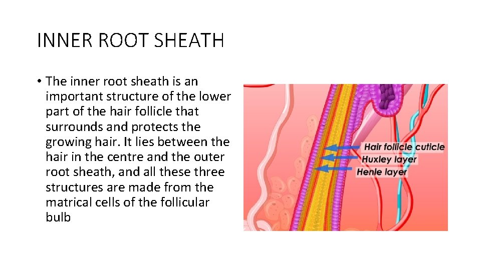 INNER ROOT SHEATH • The inner root sheath is an important structure of the