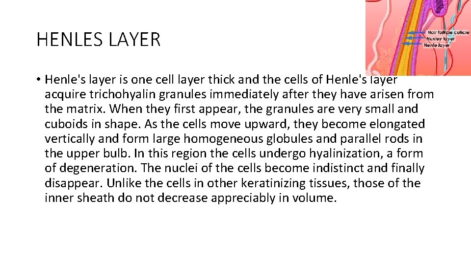 HENLES LAYER • Henle's layer is one cell layer thick and the cells of