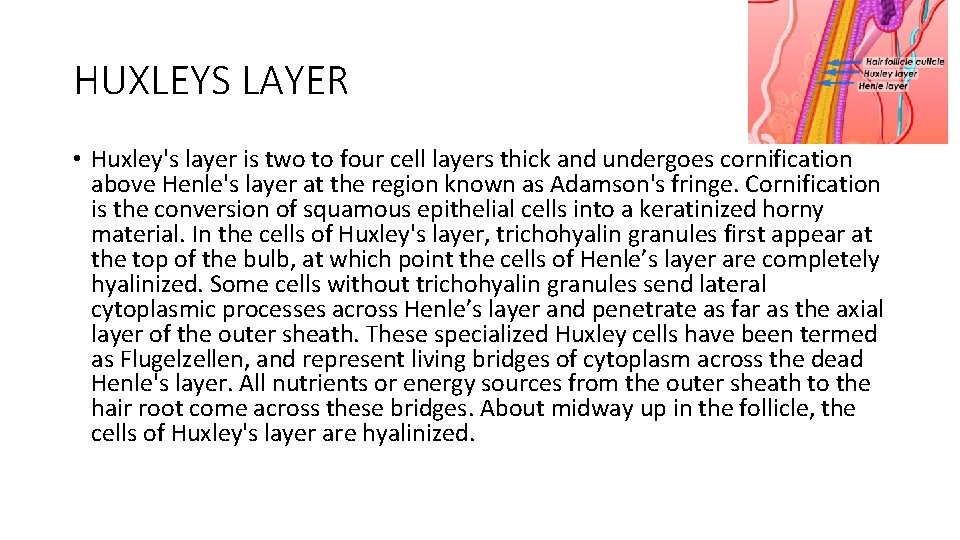 HUXLEYS LAYER • Huxley's layer is two to four cell layers thick and undergoes