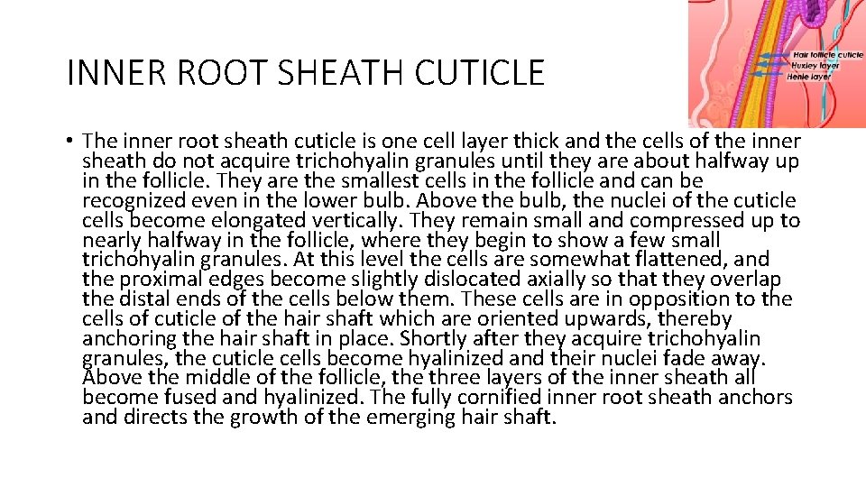 INNER ROOT SHEATH CUTICLE • The inner root sheath cuticle is one cell layer