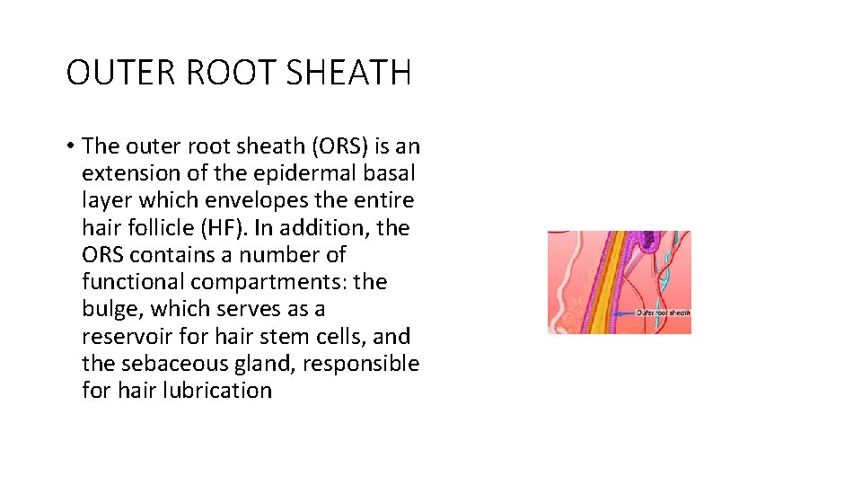 OUTER ROOT SHEATH • The outer root sheath (ORS) is an extension of the
