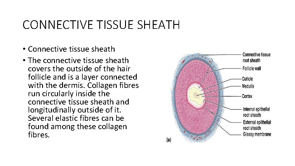 CONNECTIVE TISSUE SHEATH • Connective tissue sheath • The connective tissue sheath covers the