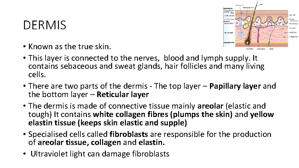 DERMIS • Known as the true skin. • This layer is connected to the